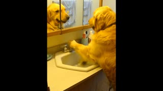 Dog Prefers To Drink From The Sink