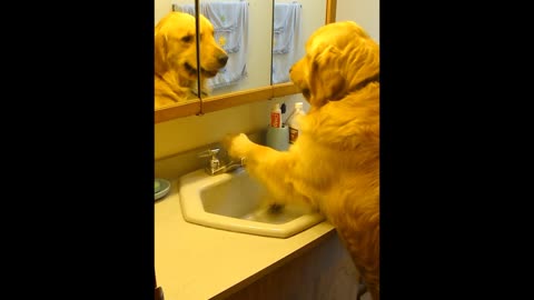 Dog Prefers To Drink From The Sink