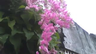 Amor agarradinho em cima do muro perto da floresta, linda flor rosa! [Nature & Animals]