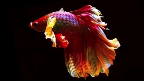 Most attractive beautiful fish