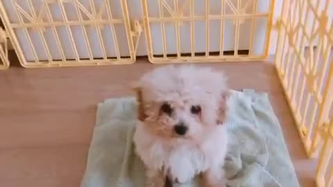 A cute baby puppy.