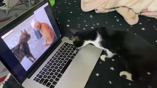 Amazing Reaction of Black Beauty on Cats Yelling Video.