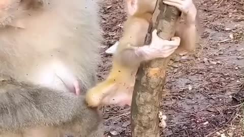 Cute baby monkey with mom