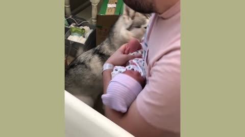 Huskies Meet Baby Sister for the First Time｜Day with a Newborn