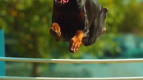 fully trained dog high jump Short video HD