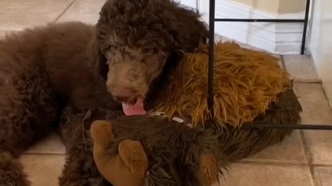 Puppy that looks like a Chewbacca toy!
