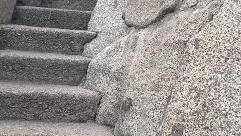 Moro Rock, Sequoia