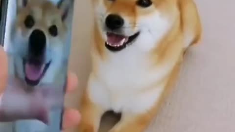 Cutest dog video ever seen