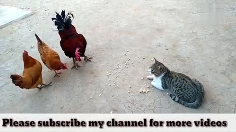 Watch These Chickens Fight. REALLY FUNNY