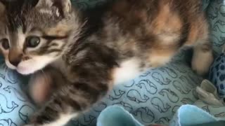 kitten playing funny