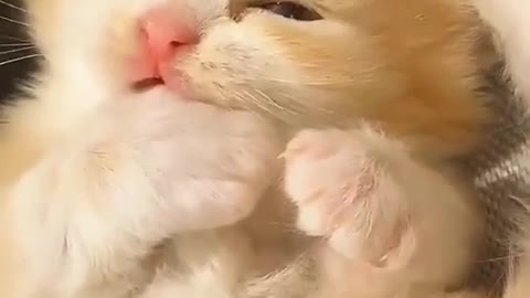 Cat snatching with cute 🥺 expressions #cute #cat #littlecat