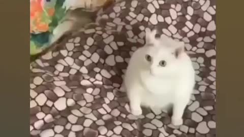 Funny Cats Video