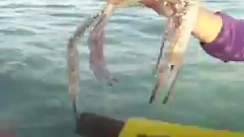 Guys untangle little family of crabs caught in dozens of pieces of netting 💛