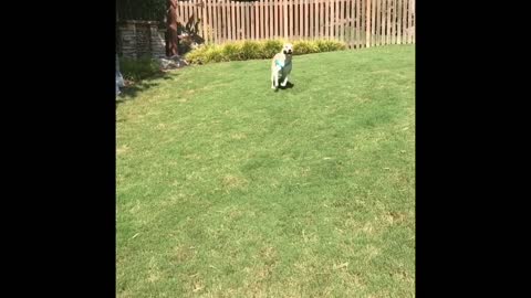 Puppy Zoomies with a Koozie
