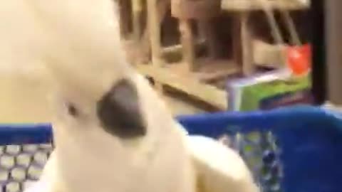 Cacatúa enloquece con los gatos en la tienda de mascotas