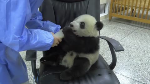 It's so cute that the baby panda is Suckling