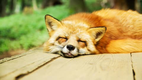 Relaxing music & cute fox sleeping