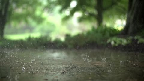 5 Minute Forest Raindrop Calmness