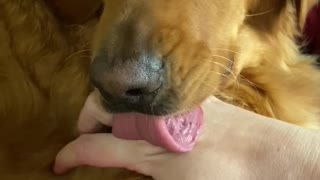Distracted Doggy Stops Mid Lick