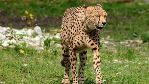 Cheetah - The Fastest Running Animal