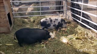Graham Family Farm: Corn on Stalks for the Pigs