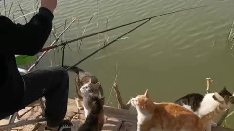 Cats wait while man fishes for them
