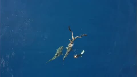 Splashing attracts sharks 🦈