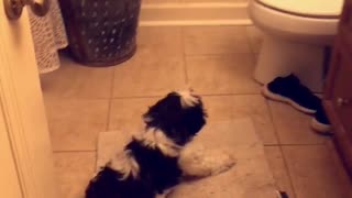 Small black white dog sits in front of toilet and barks