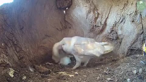 #Barn Owls# Laying Eggs