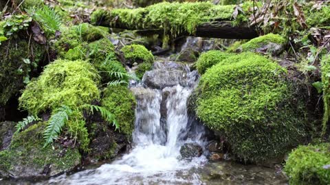 Beautiful Small River & Mossy Rocks