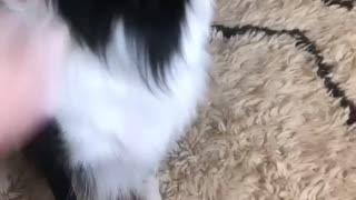 Uncaring doggy doesn't want to be petted