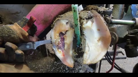TOOTH PULLED out of COWS foot!