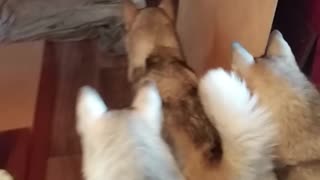 Huskies Scared of Own Reflection