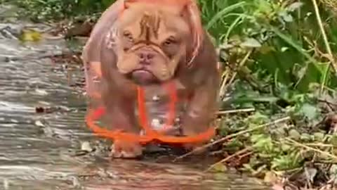 Dog bearings a beautiful raincoat, Dog funny videos,# Dog shorts