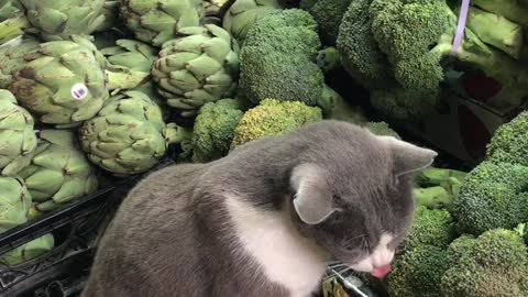 Cat Munches on Broccoli in Market Stall