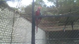 Beautiful scarlet macaw in the park, it's a wonderful big bird [Nature & Animals]