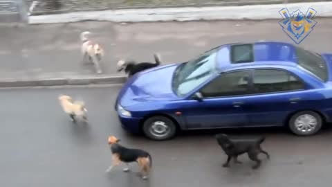 Pack of dog attack . funny moment