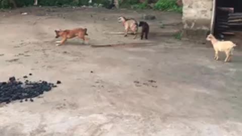Dog vs Goat battle