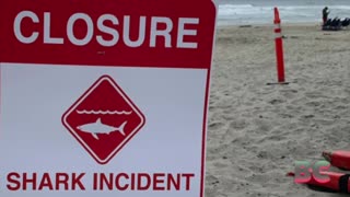 Florida beachgoers warned of shark dangers after 3 attacks in day