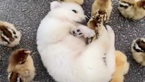 Puppy Cute Sleeping- Funny Video