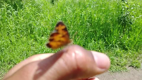 Butterflies outdoors / nature