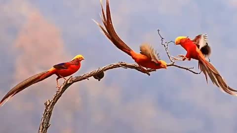 The beautiful birds