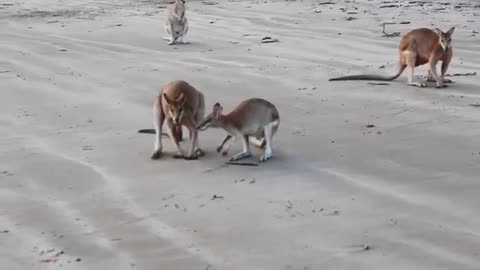 Wallaby Fight on the beach of Cape Hillsborough