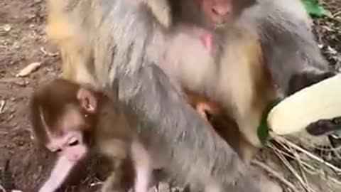 Indian Monkey🐒🐒 carefuly removes strings from 🍌🍌