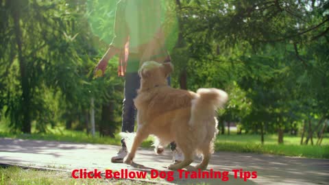 Do you want to get free training guide for your dog?