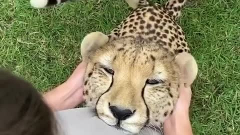 cheetah relaxing after its owner gave it a ear massage🐆🐆 relaxing