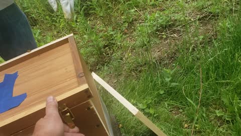 Putting swarm in a new hive