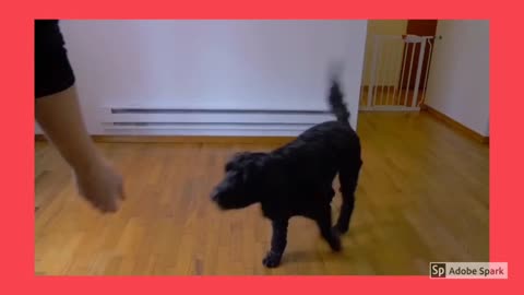 How to TRAIN your Dog to SIT - Step 3 - Dog Training Videos For Beginners