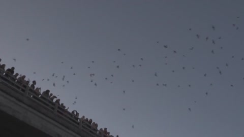 Austin Bats At The Congress Avenue Bridge