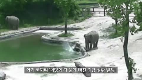 Elephant family saves drowning calf